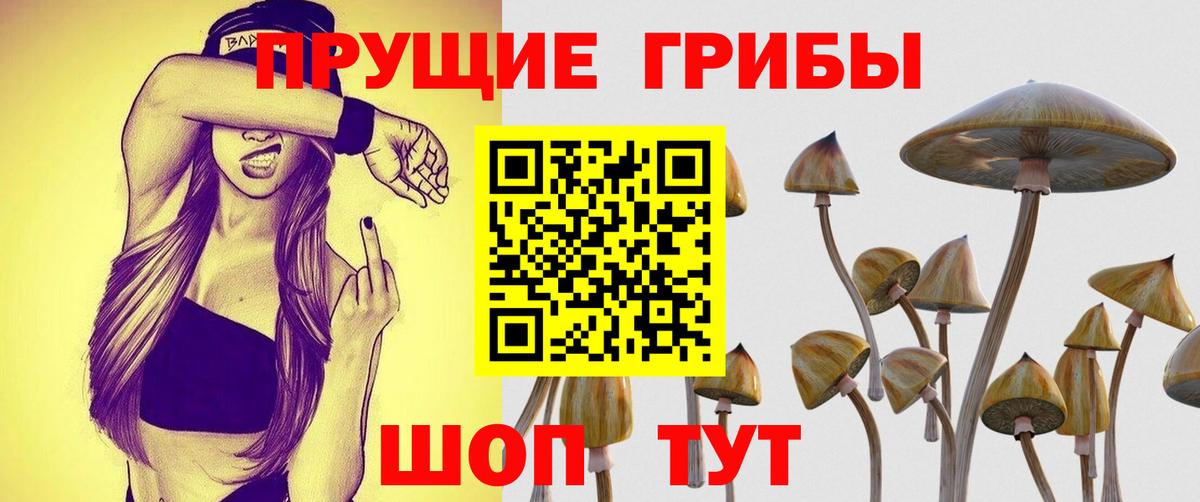 Балабаново  Псилоцибиновые грибы Cubensis  Вход с VPN  Псилоцибиновые грибы Psilocybine cubensis 